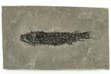Devonian Lobed-Fin Fish (Osteolepis) Fossil - Scotland #231961-1